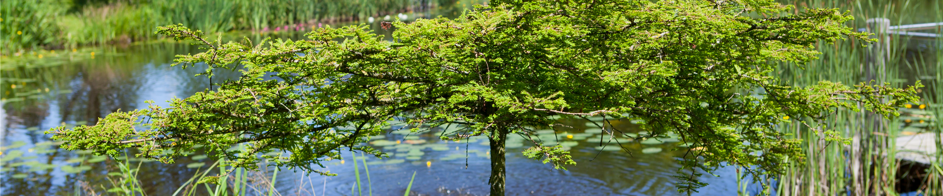 Metasequoia