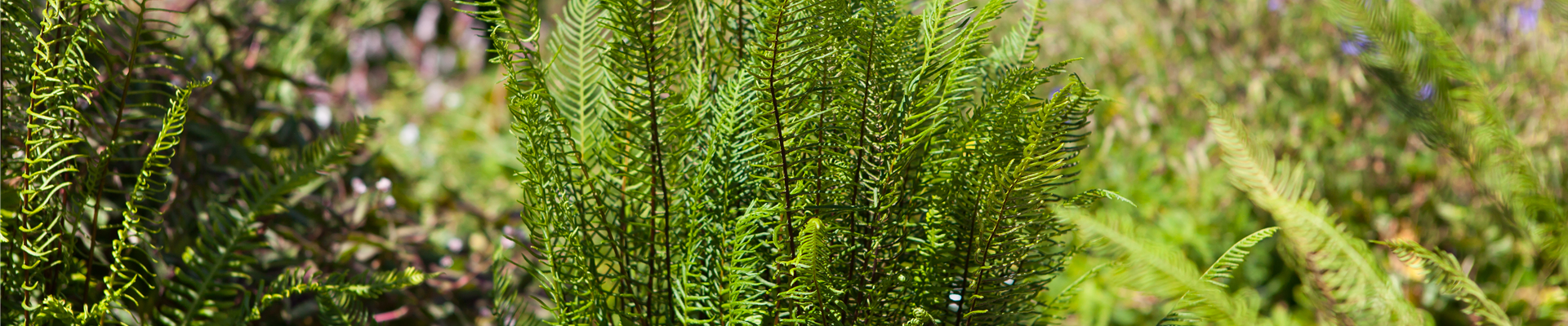 Blechnum spicant