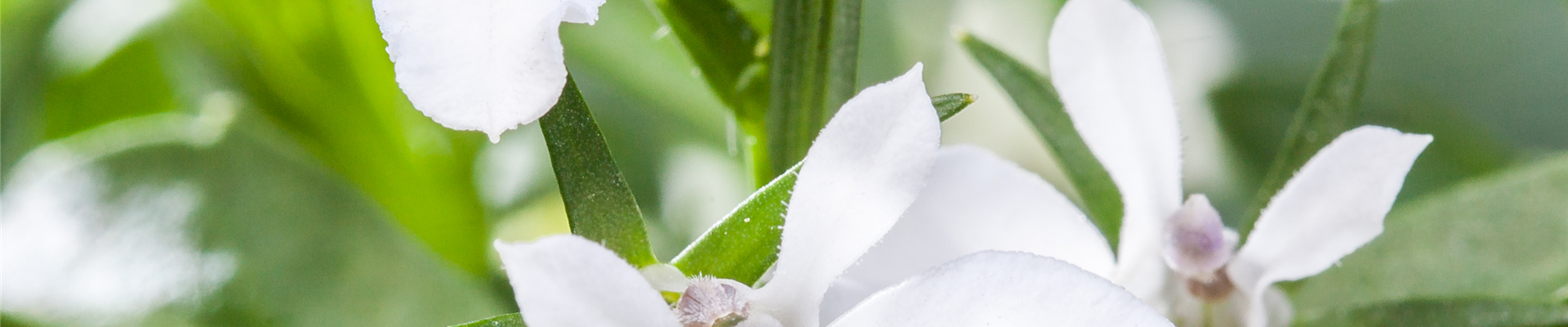 Lobelia erinus, weiß