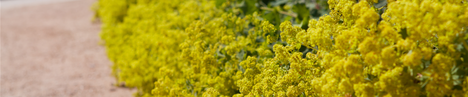 Alchemilla xanthochlora