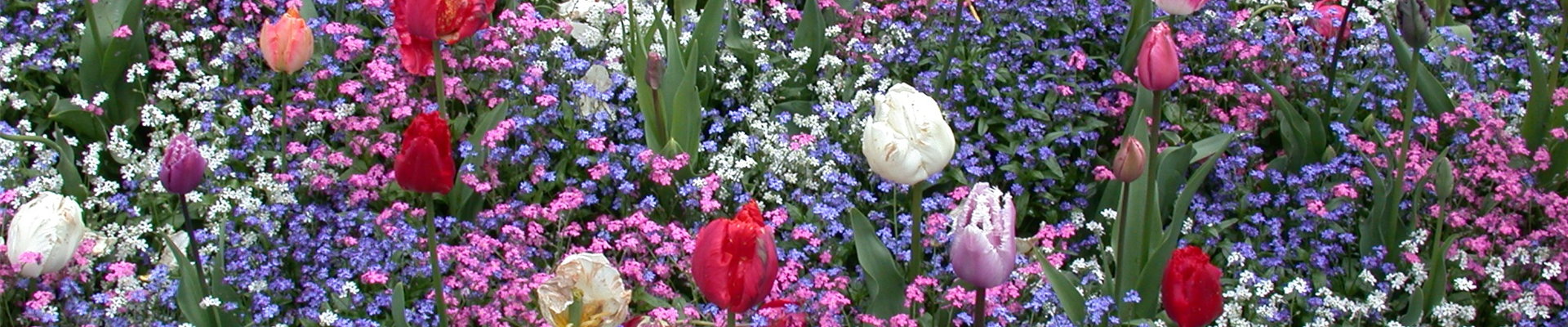 Myosotis sylvatica, Tulipa