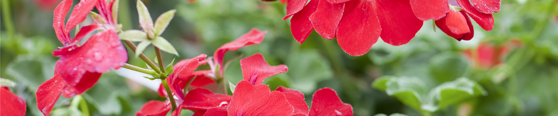 Pelargonium peltatum