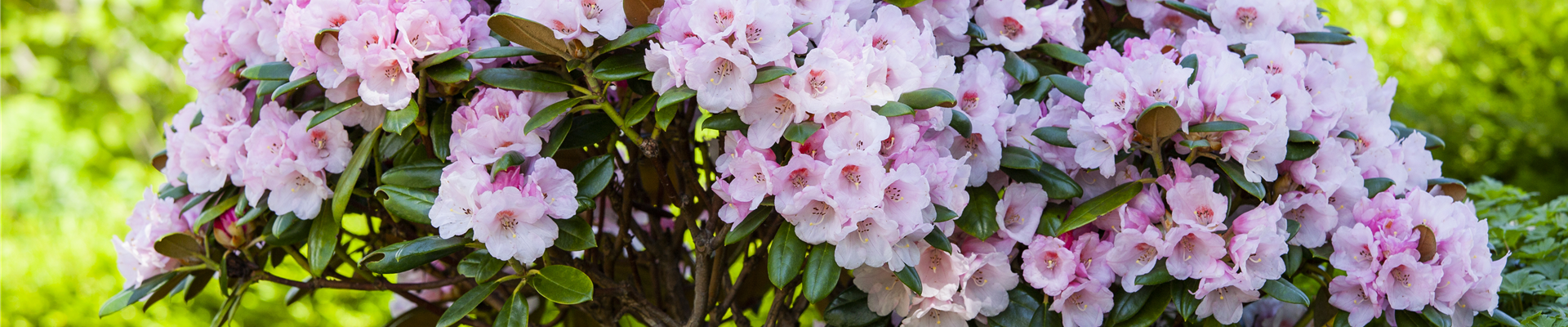 Rhododendron yakushimanum