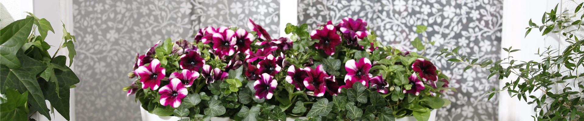 Petunia, zweifarbig