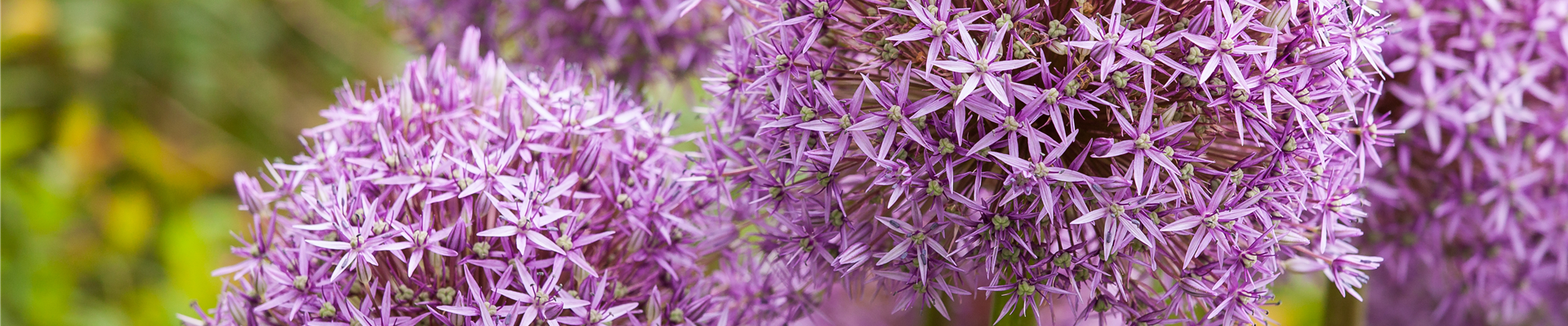 Allium 'Lucy Ball'