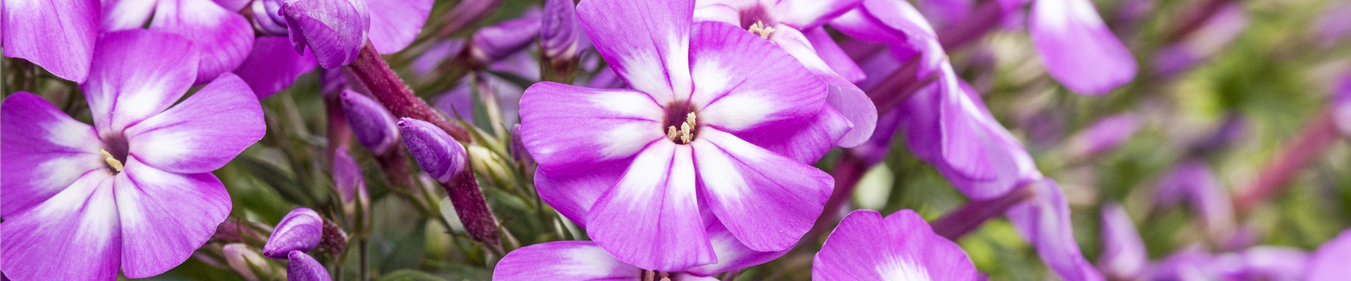 Phlox paniculata 'Flame Impruved Violet Charme'