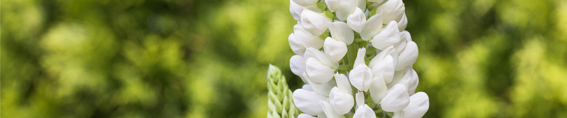 Lupinus polyphyllus, weiß