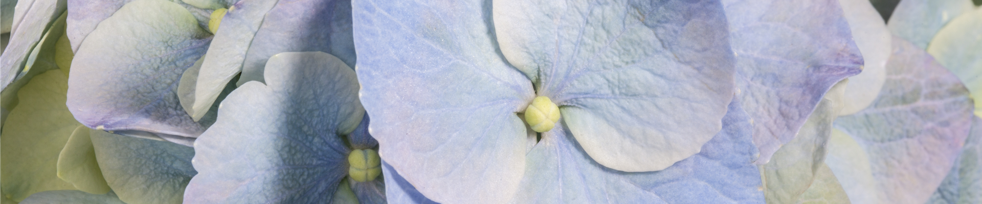 Hydrangea macrophylla, blau