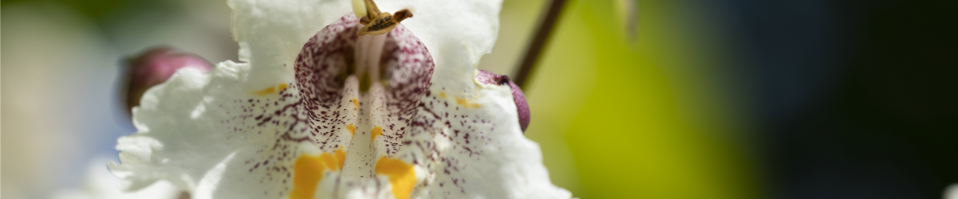 Catalpa bignonioides