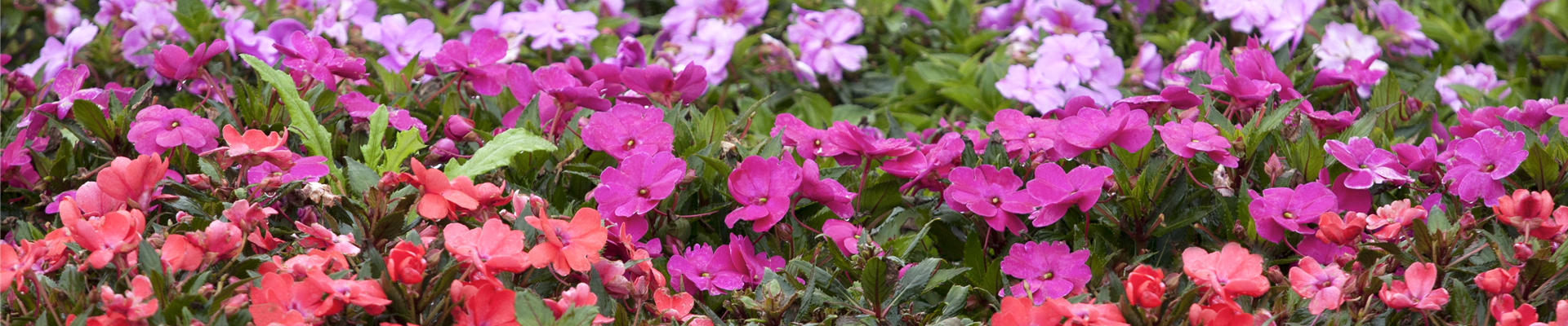 Impatiens