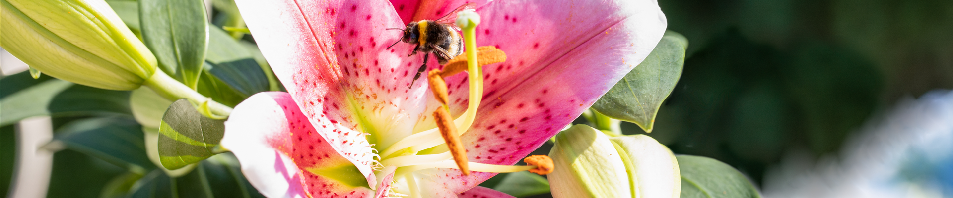 Lilium Oriental, rosa-weiß