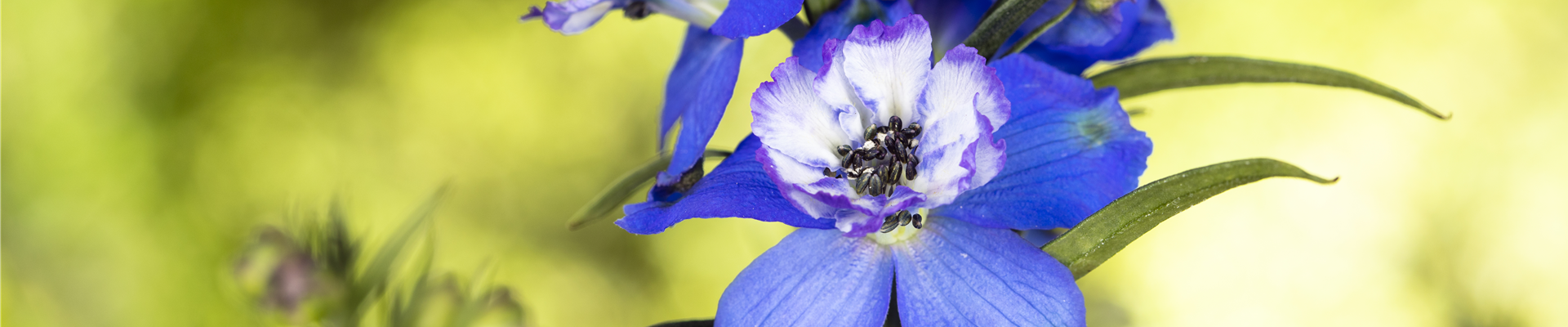 Delphinium, blau