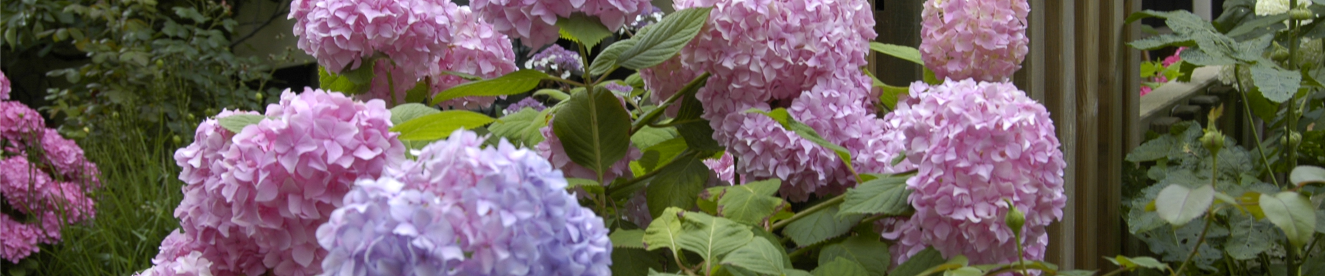 Hydrangea macrophylla, rosa