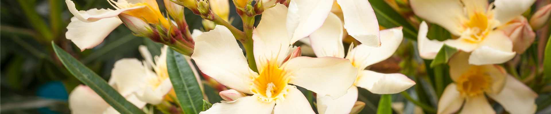 Nerium oleander