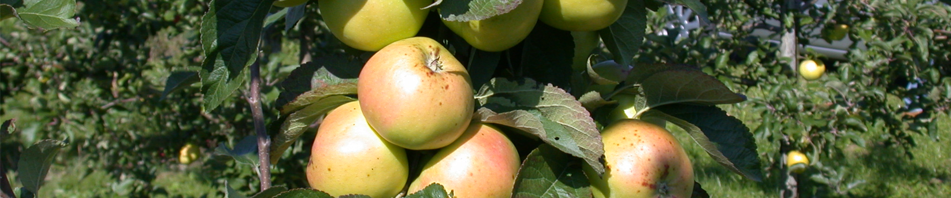 Malus domestica 'Minister von Hammerstein'(s)