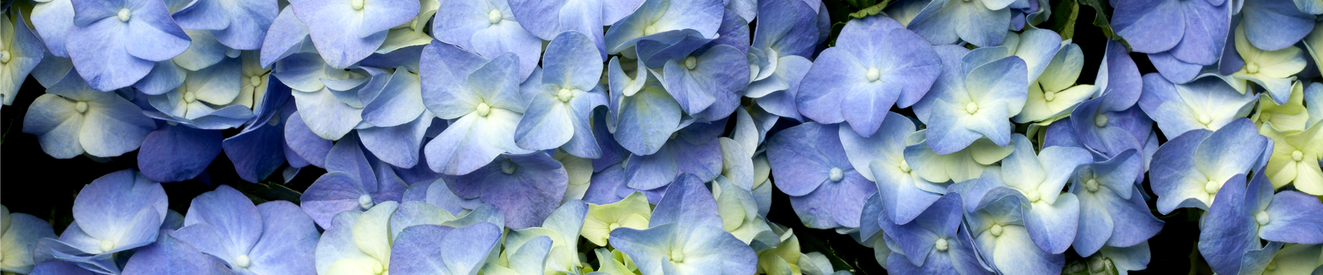 Hydrangea macrophylla