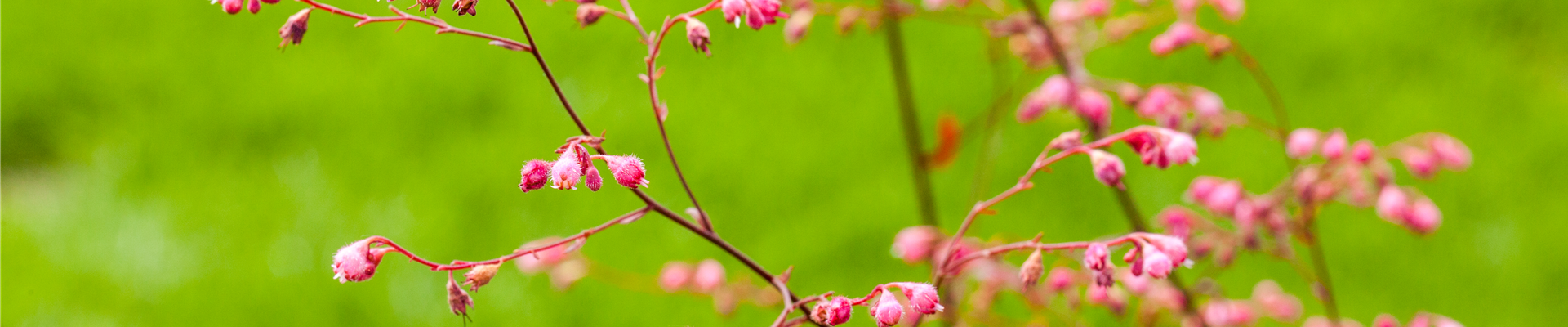 Heuchera