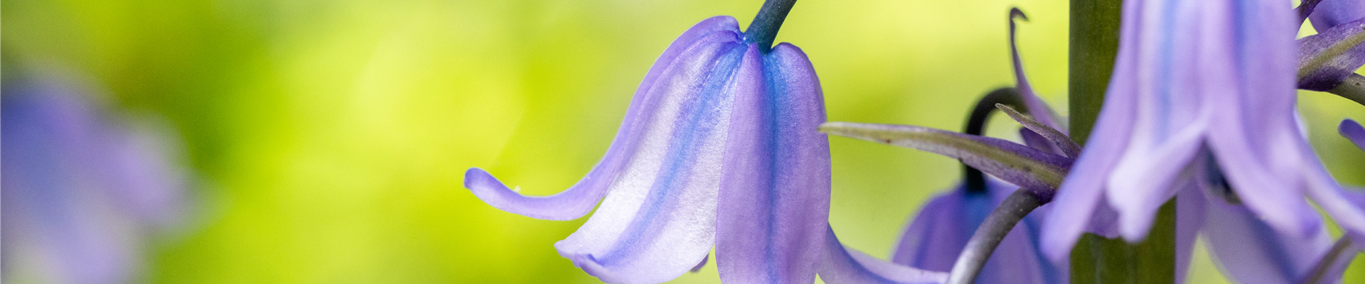 Hyacinthoides hispanica