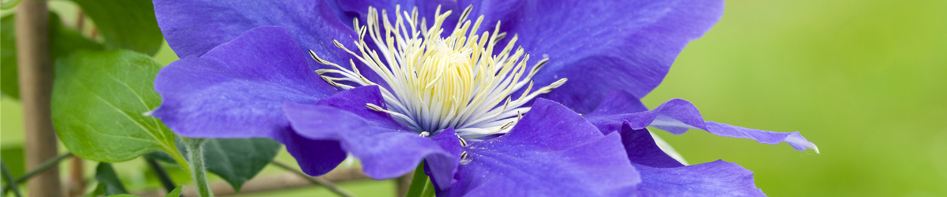 Clematis, blau