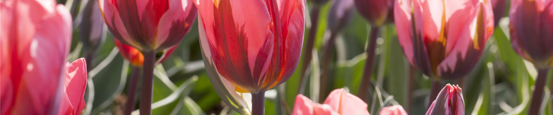 Tulipa