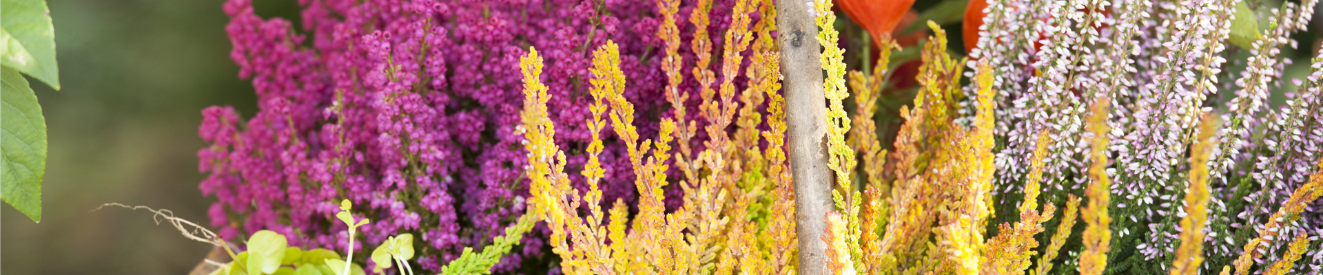 Calluna vulgaris