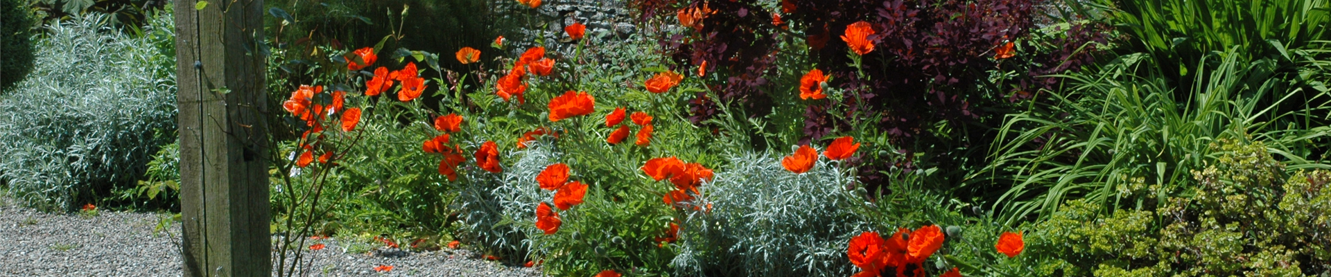 Papaver orientale, rot