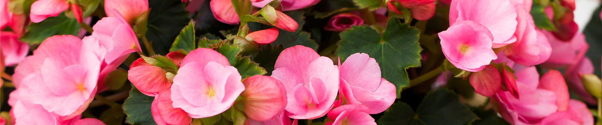 Begonia betulia