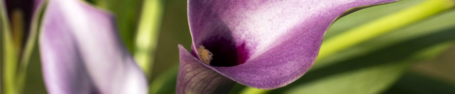 Zantedeschia aethiopica, lila