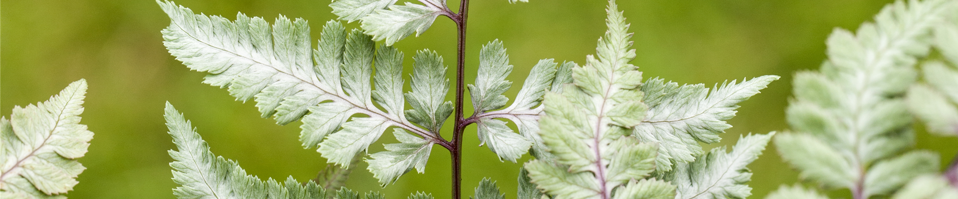 Athyrium niponicum var