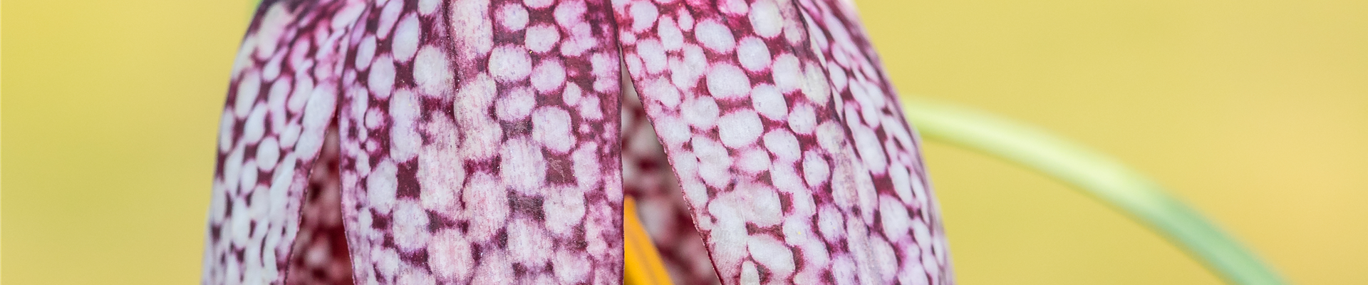 Fritillaria meleagris