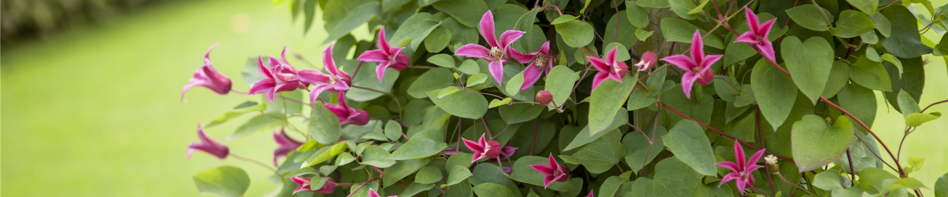 Clematis texensis