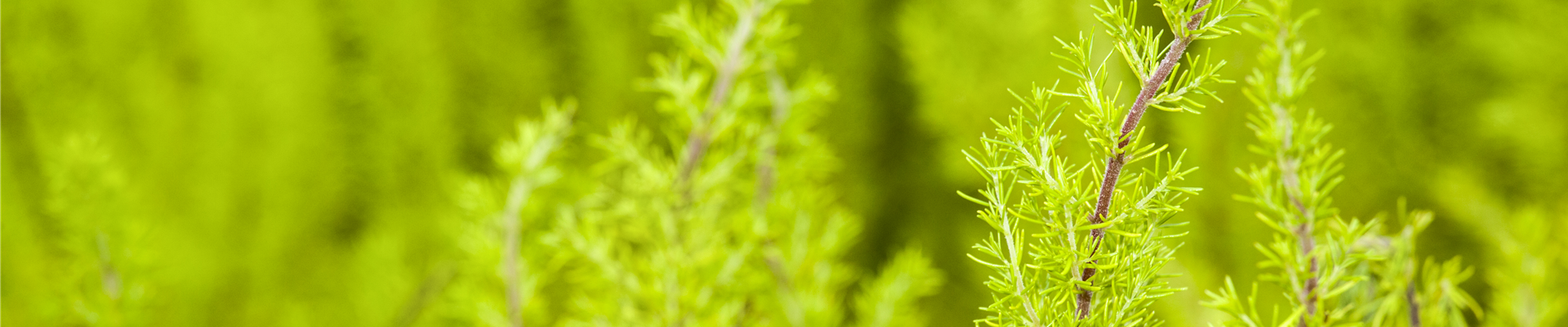 Erica arborea