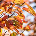 Amelanchier lamarckii 'October Flame'®