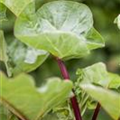 Rheum rhabarbarum 'Holsteiner Blut'