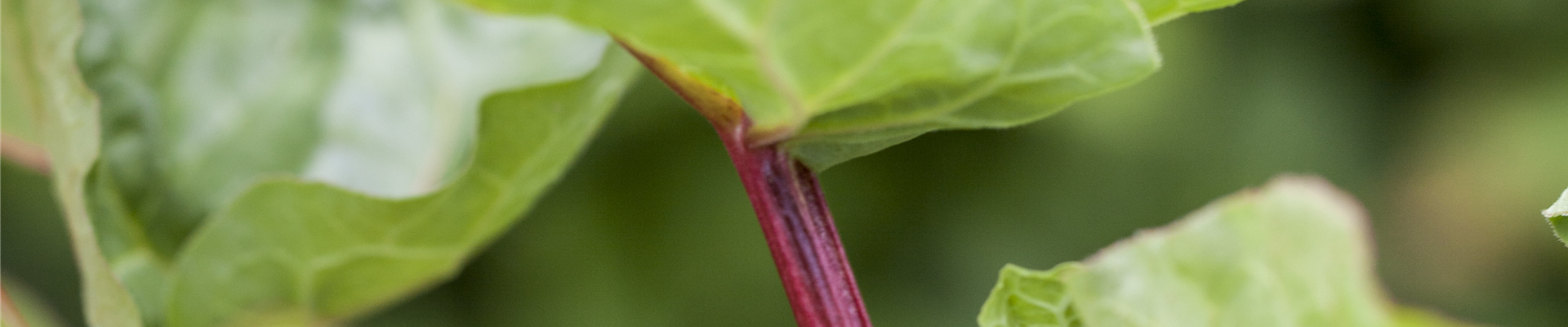 Rheum rhabarbarum 'Holsteiner Blut'