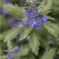 Caryopteris clandonensis 'Blauer Spatz'®