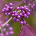 Callicarpa bodinieri var. giraldii 'Profusion'