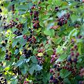 Rubus fruticosus 'Thornfree'