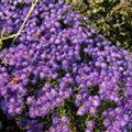 Aster amellus 'Breslau'