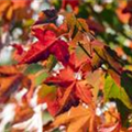 Acer rubrum 'Brandywine'