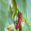 Capsicum annuum 'Aurelio'