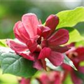 Calycanthus x raulstonii