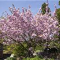 Prunus, Zierkirsche