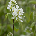 Amelanchier alnifolia 'Smoky'®