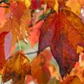 Acer rubrum 'Red Sunset'