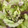 Brassica oleracea var. gemmifera 'Flower Sprout'