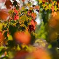 Acer rubrum 'Sun Valley'