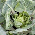 Brassica oleracea var. gemmifera 'Hilds Ideal'