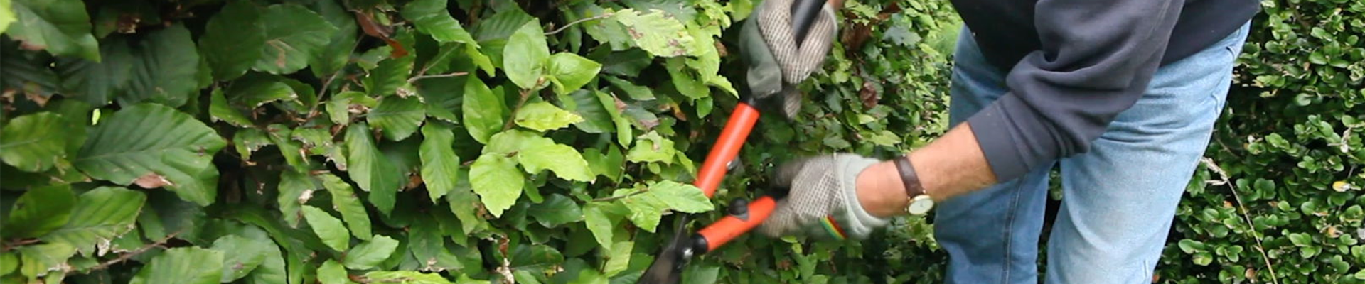 Rotbuchenhecke - Zurückschneiden mit der Hand-Heckenschere (4)