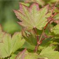 Acer shirasawanum